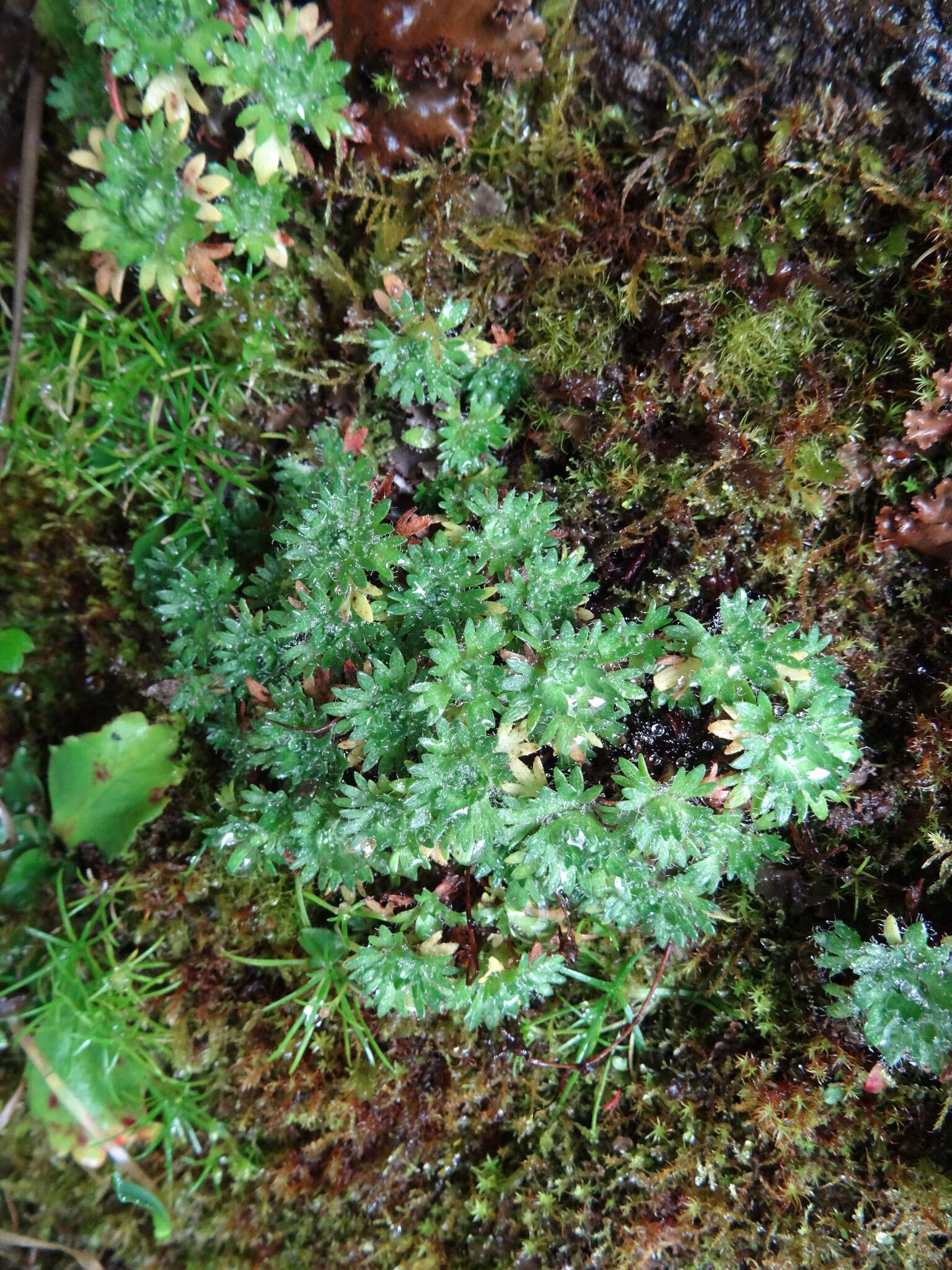 Imagem de Saxifraga rosacea Moench