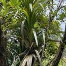 Image of Freycinetia baueriana Endl.