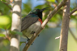 صورة Cinnyris manoensis manoensis Reichenow 1907