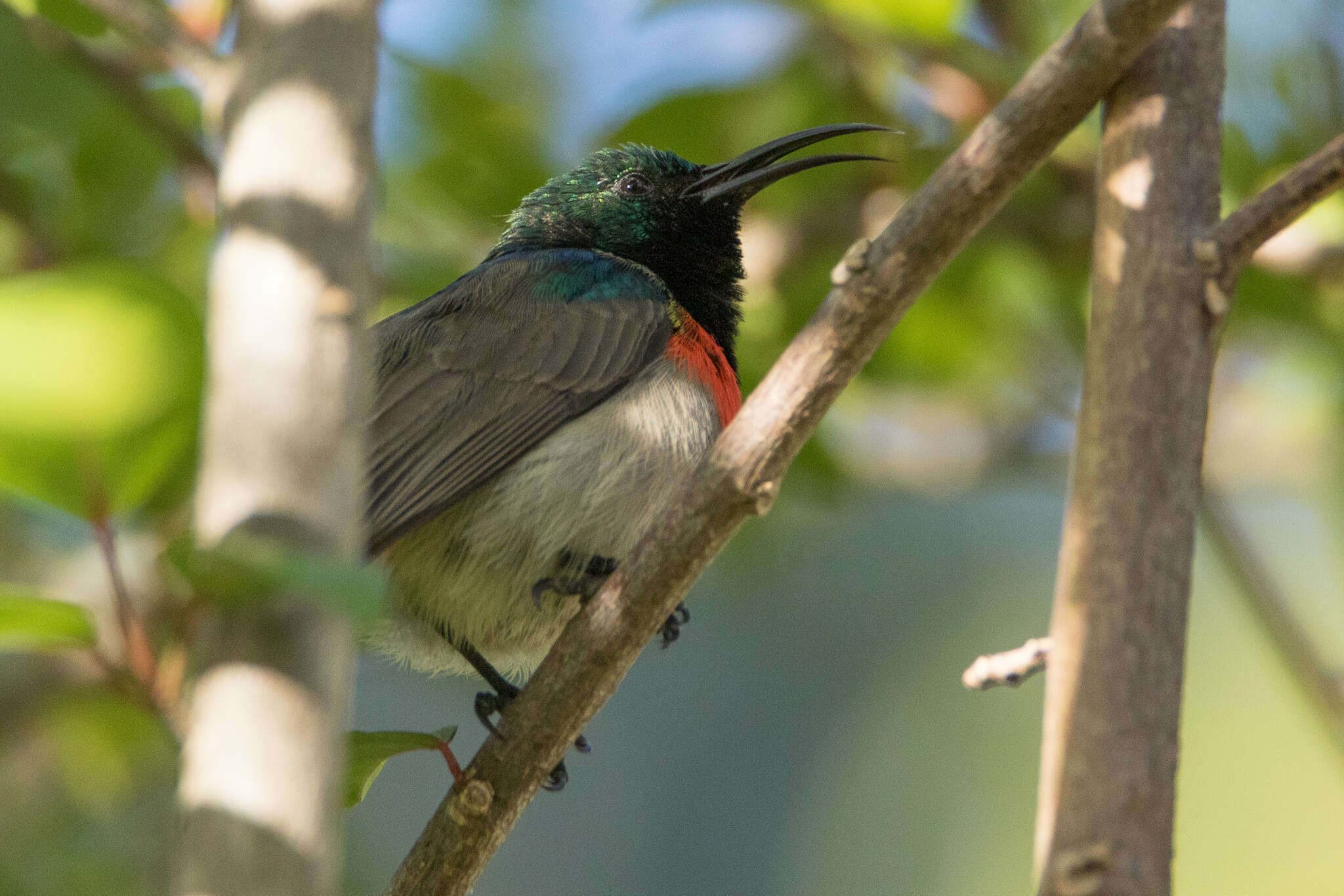 صورة Cinnyris manoensis manoensis Reichenow 1907