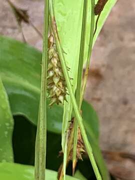 Image of Carex punctata var. laevicaulis (Hochst. ex Seub.) Boott