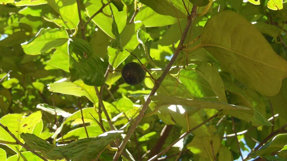 Image of Prunus tetradenia Koehne