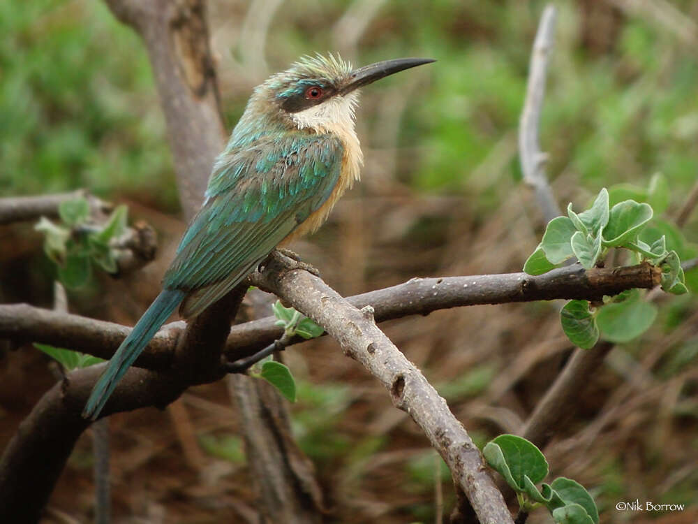 Image of Somali Bee-eater