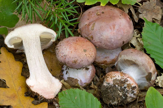 Слика од Cortinarius rufo-olivaceus (Pers.) Fr. 1838