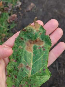 Image of Peronospora rumicis