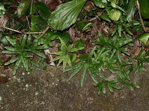 Image of Lygodium longifolium (Willd.) Sw.