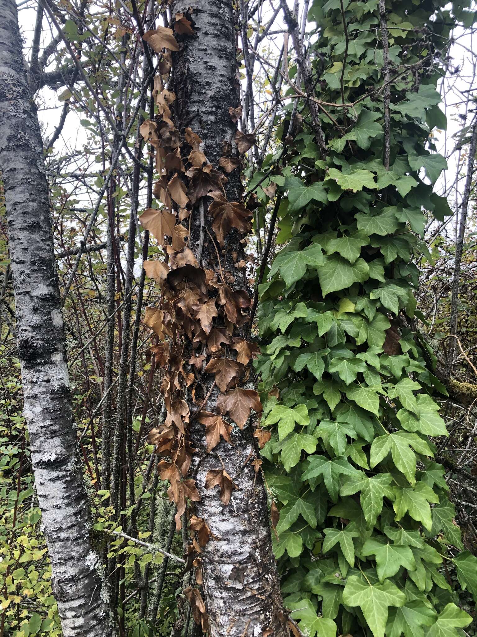 Imagem de Hedera helix f. helix