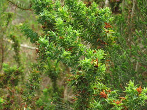 Image of Aspalathus cordata (L.) R. Dahlgren