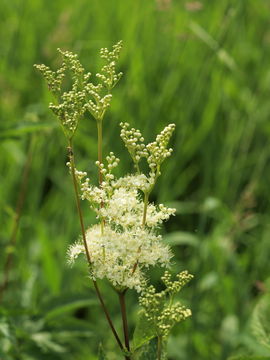 Image of queen of the meadow