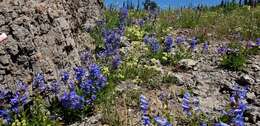 Image of compact penstemon