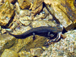 Image of Sardinian Brook Salamander