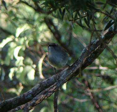 Image of Grey Gerygone