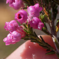 Image of Erica selaginifolia Salisb.