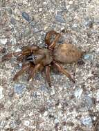 Image of Stanford Hills Trapdoor Spider