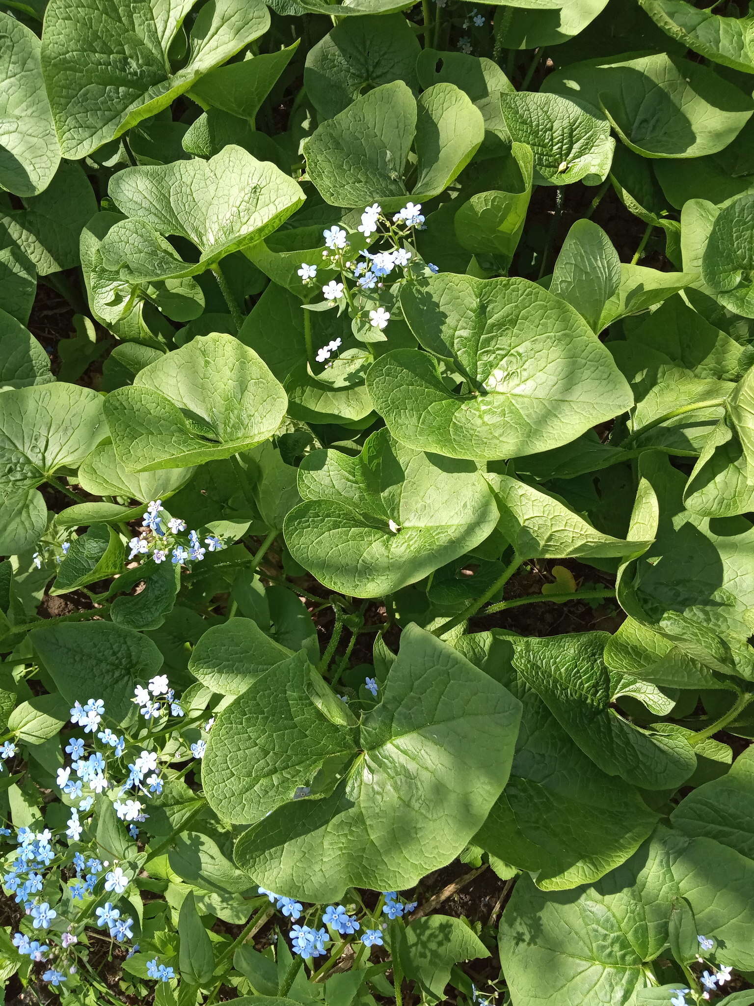 Image of Brunnera sibirica Stev.