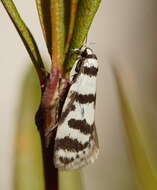 Image of Philobota impletella Walker 1869