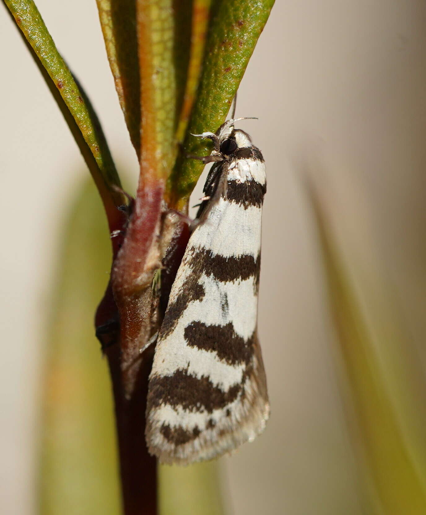 Image of Philobota impletella Walker 1869