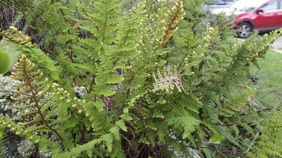 Image of Myriopteris myriophylla (Desv.) J. Sm.