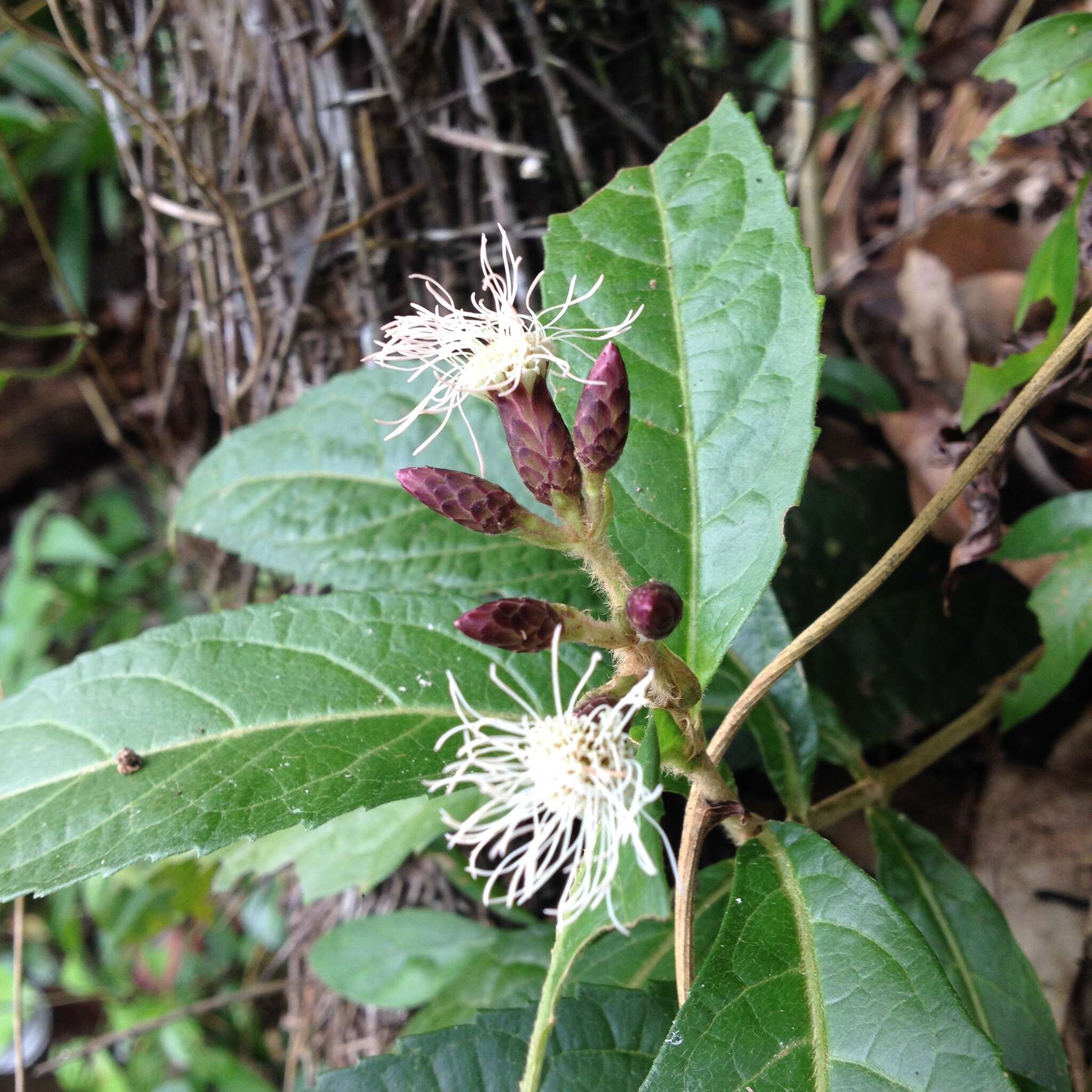 Plancia ëd Chromolaena quercetorum (L. O. Williams) R. King & H. Rob.