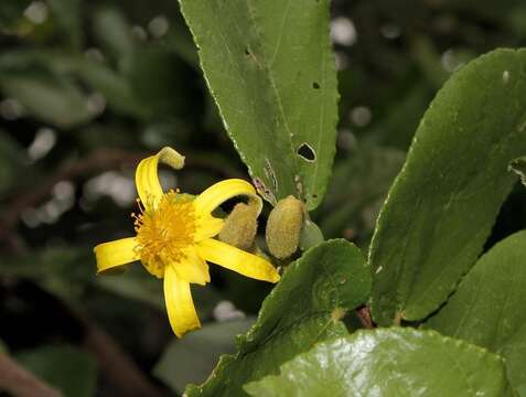 Image de Grewia hexamita Burret