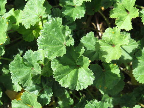 Image of common mallow