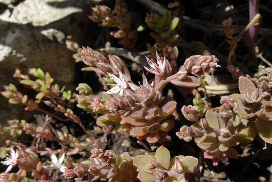 Image of Sedum eriocarpum Sibth. & Sm.