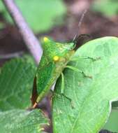 Image of Acanthosoma labiduroides Jakovlev 1880