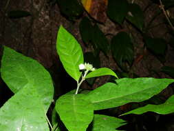 Image de Pavonia fruticosa (Mill.) Fawcett & Rendle