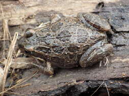 Image de Limnodynastes tasmaniensis Günther 1858