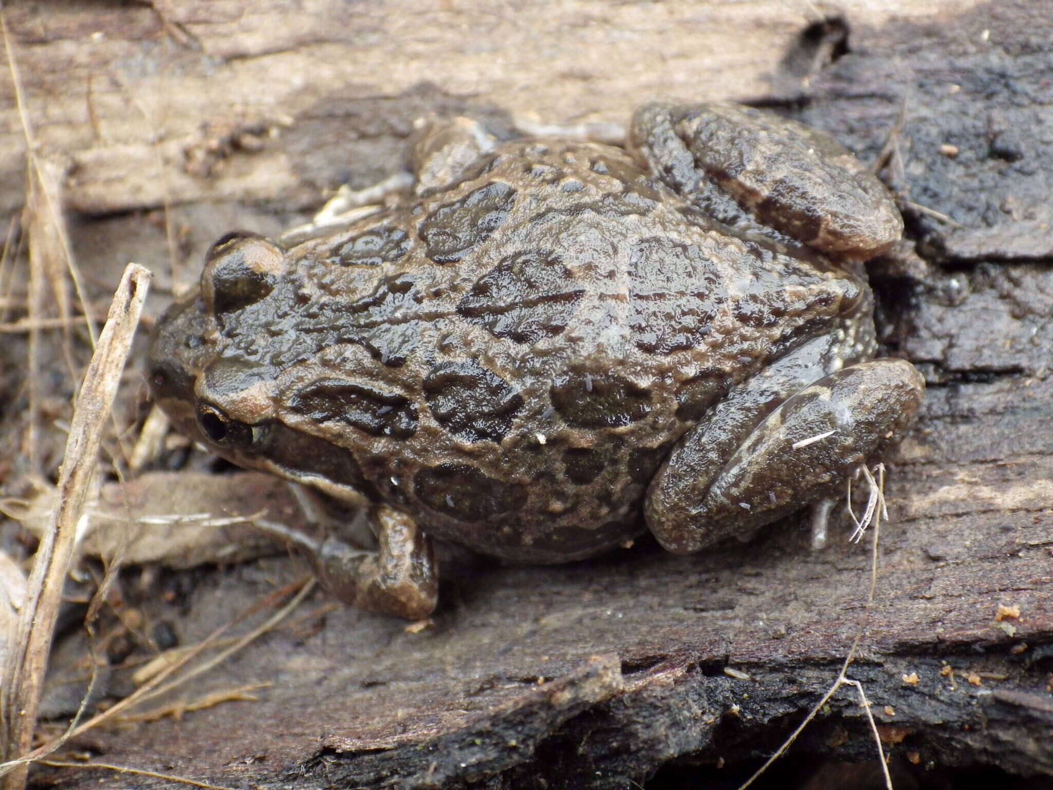 Image of Spotted Grass Frog