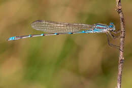 Image of Austrolestes aridus (Tillyard 1908)