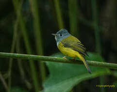 Image of Canary-flycatcher