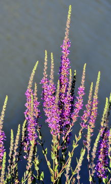 Image of Purple Loosestrife