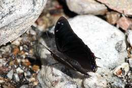 Image of Charaxes ethalion Boisduval 1847