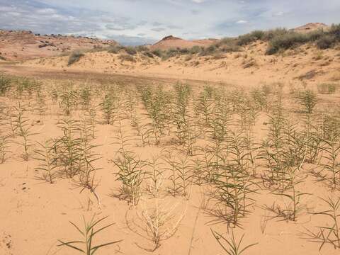 Image of Utah milkweed