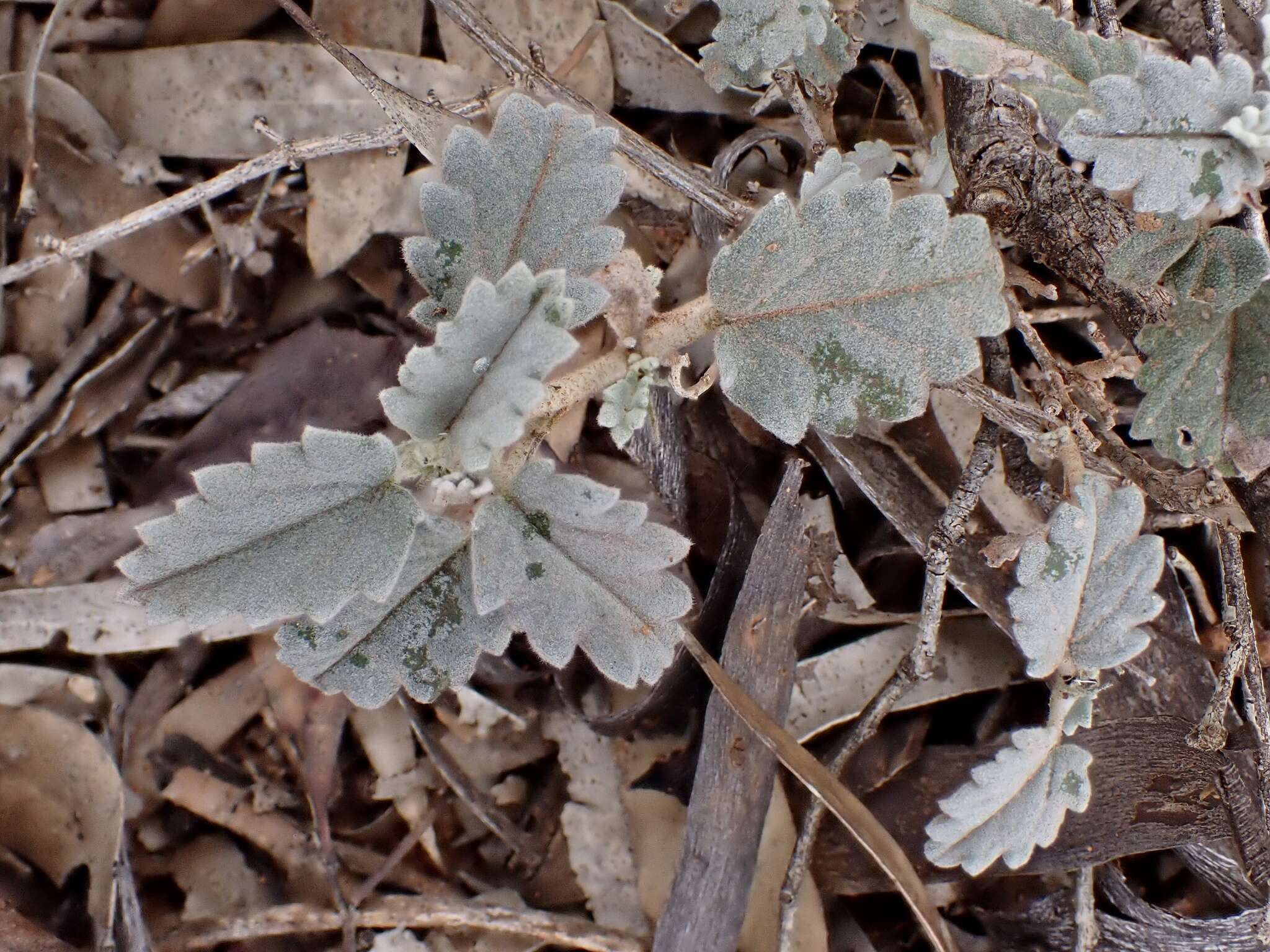 Image of Sida corrugata Lindl.