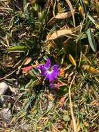 Image of Primula wulfeniana Schott