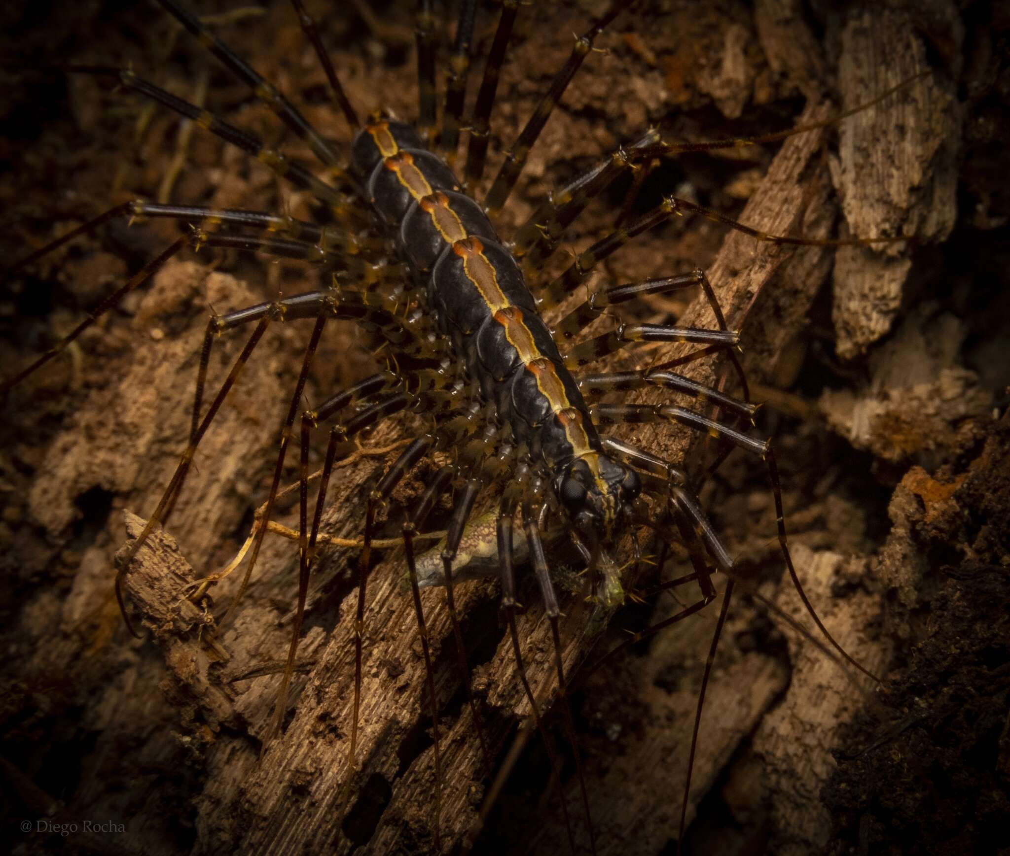 Image of Pselliodidae Chamberlin 1955