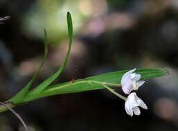 Imagem de Polystachya ottoniana Rchb. fil.