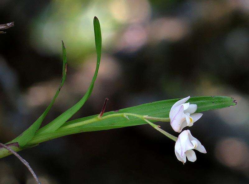 Image of Polystachya ottoniana Rchb. fil.