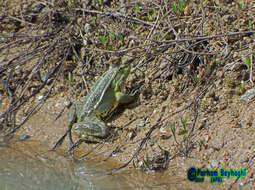 Image de Pelophylax bedriagae (Camerano 1882)