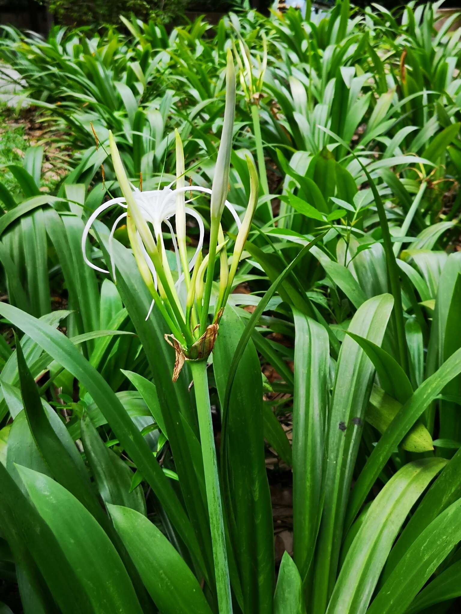 Image of green-tinge spiderlily