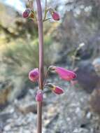 Image of Austin's beardtongue