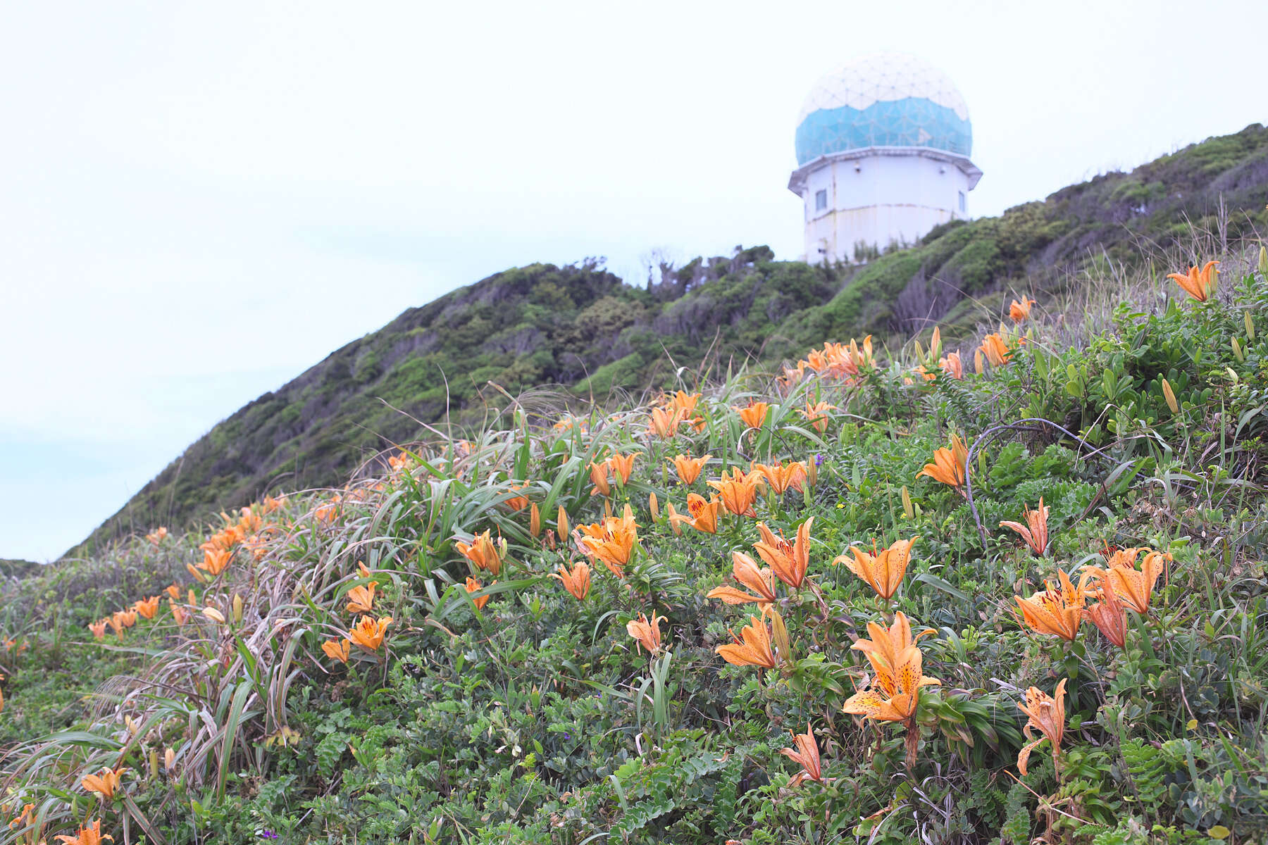 Слика од Lilium maculatum Thunb.