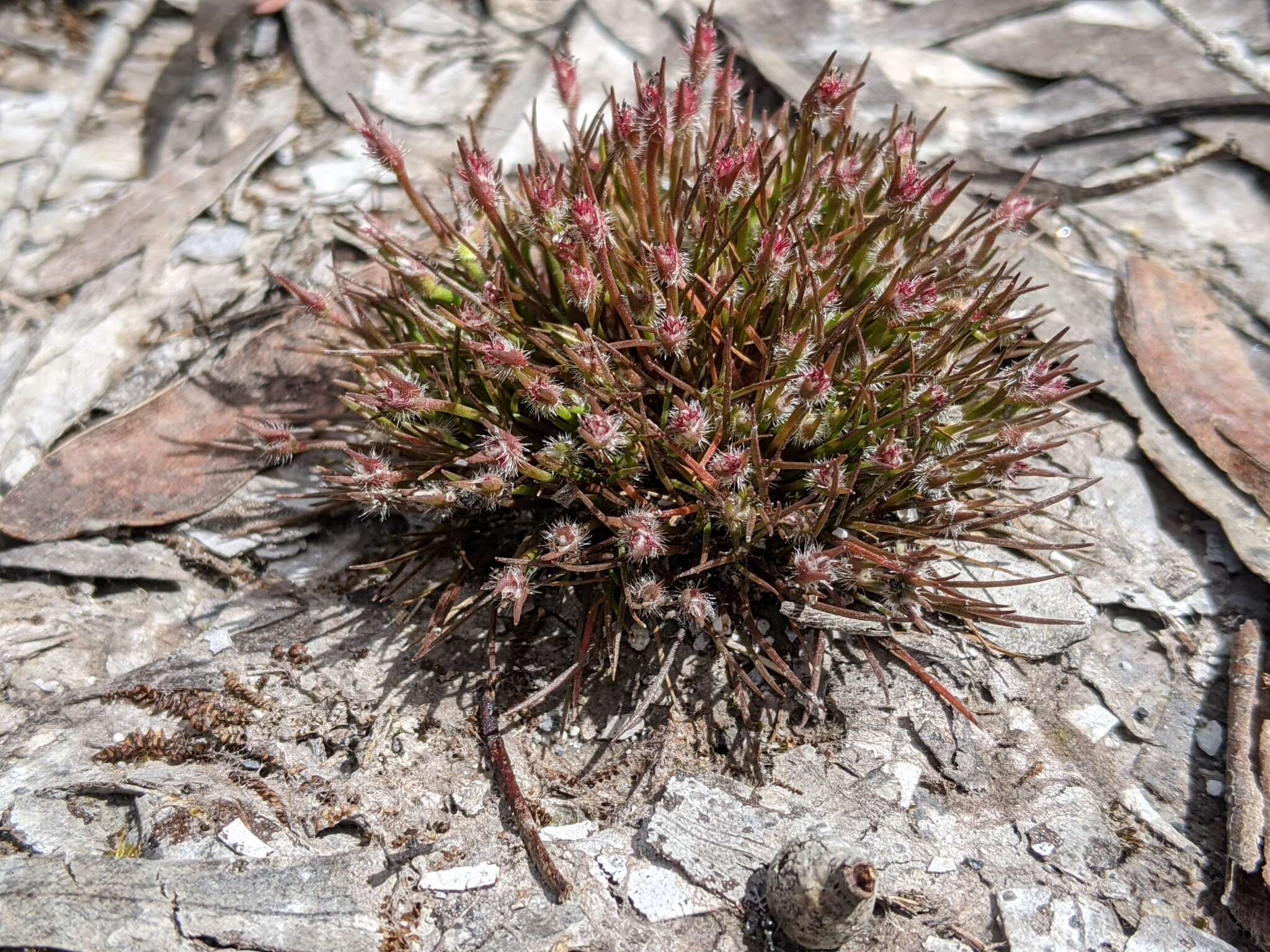 Image of Centrolepis fascicularis Labill.