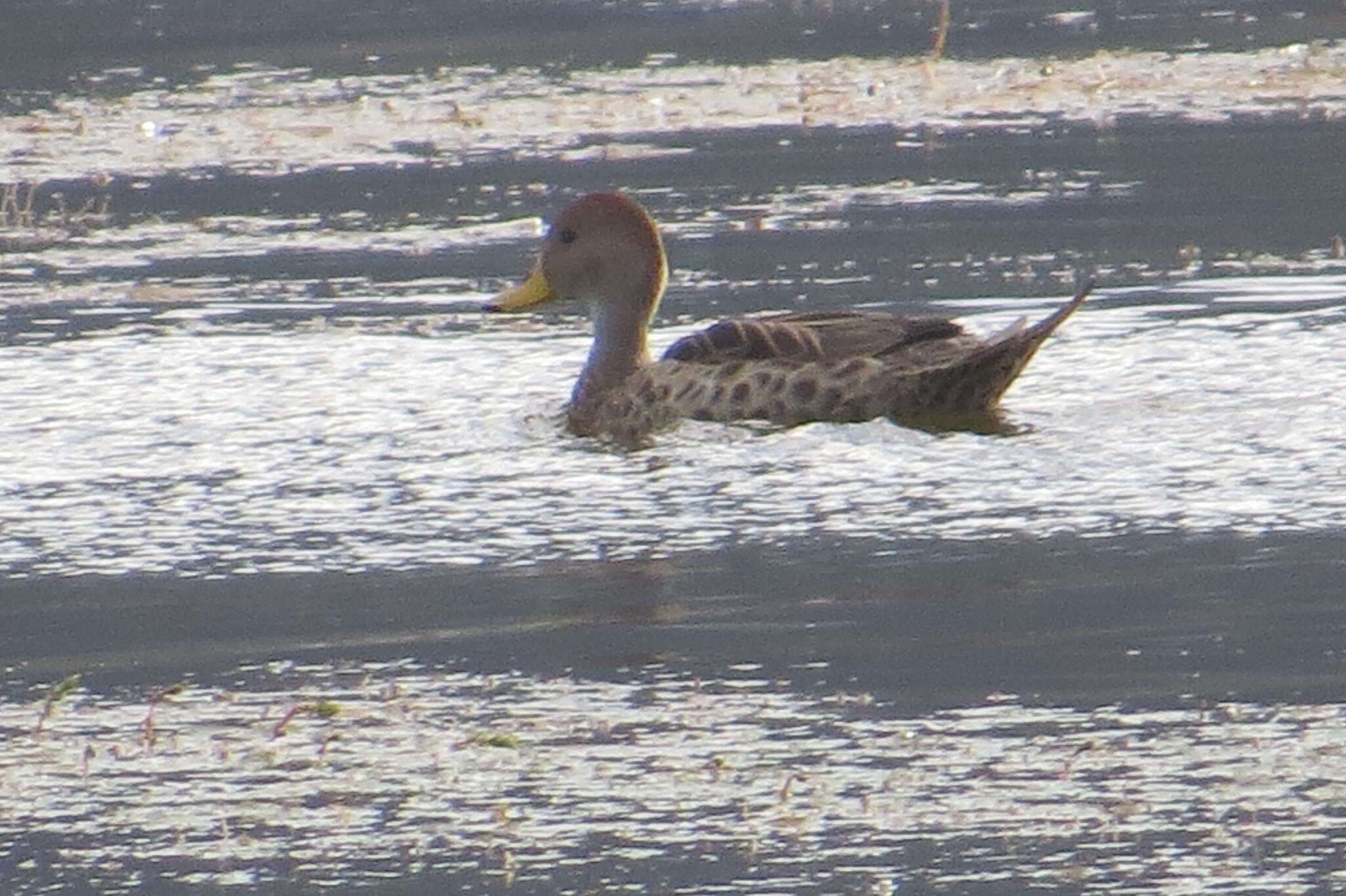 Image of Yellow-billed Pintail