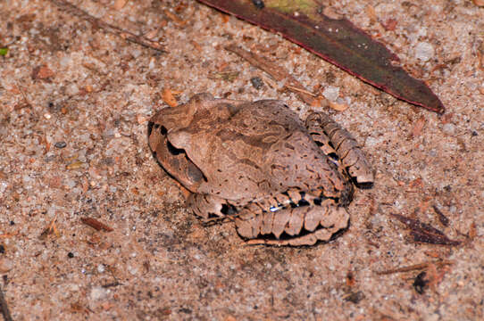 Image of Great Barred River-frog