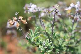 Image of Ocimum burchellianum Benth.