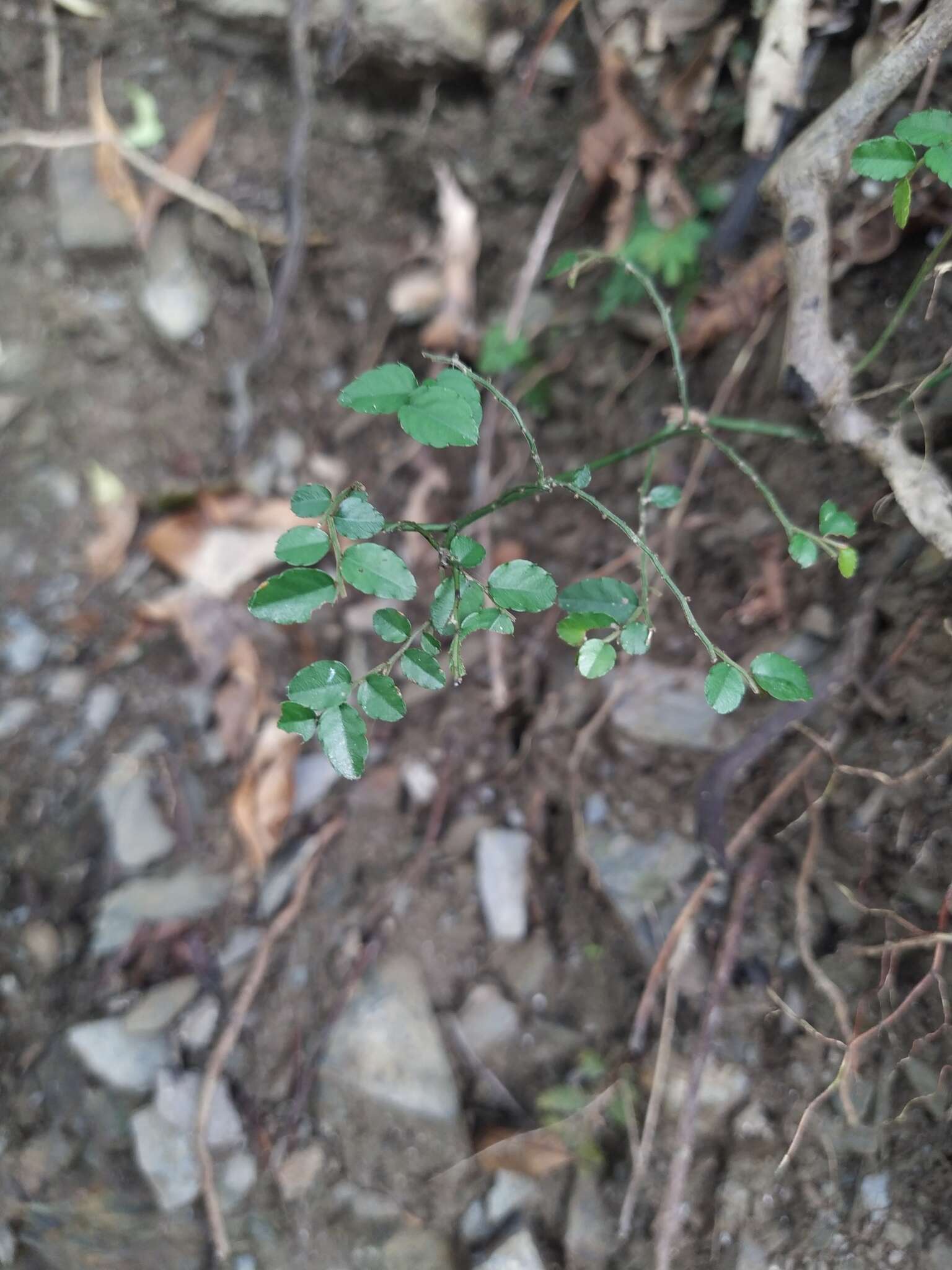 Image of Ventilago elegans Hemsl.