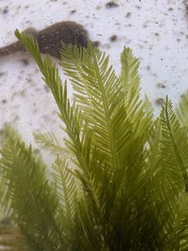 صورة Bryopsis plumosa